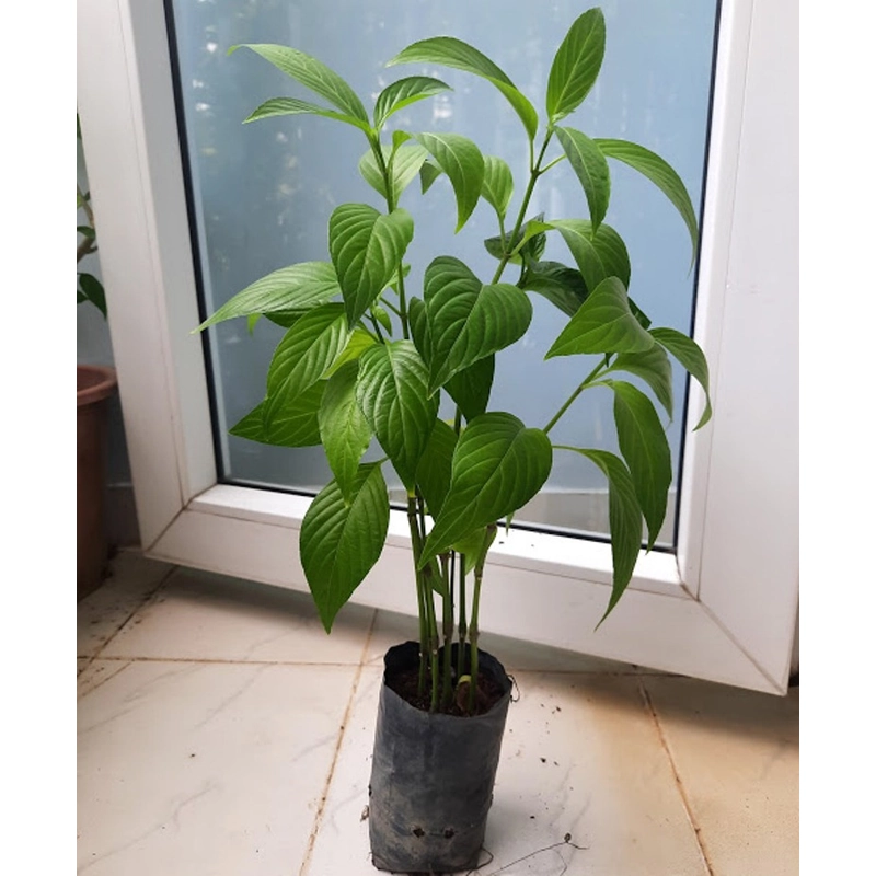 Cây lá cẩm, 5-6 cây/chậu như hình 501659