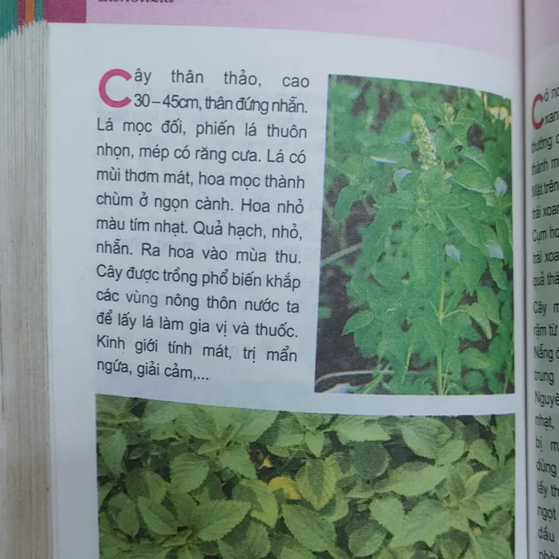 TỪ ĐIỂN TRANG VỀ CÁC LOẠI CÂY  571018