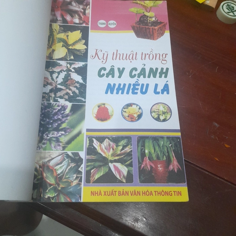 Kỹ thuật trồng CÂY CẢNH NHIỀU LÁ 300054