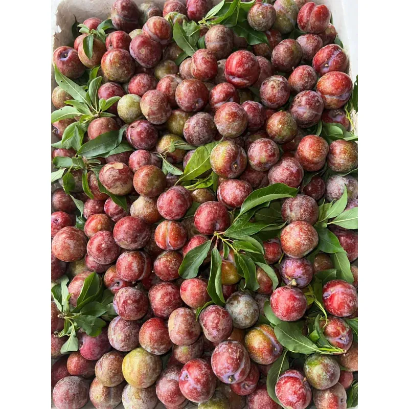 Mận hậu Sơn la  1009592