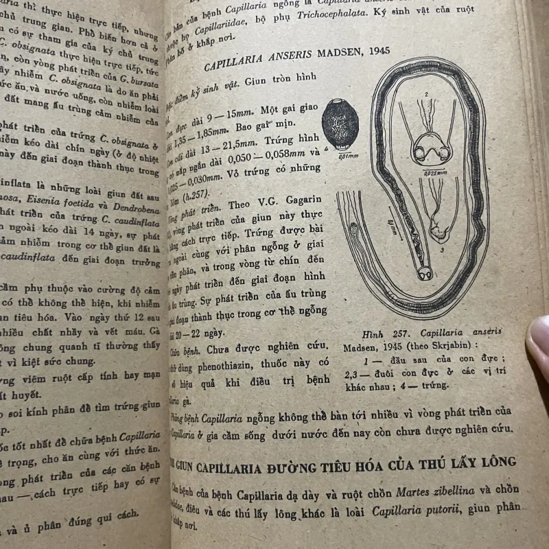 Nguyên lý môn giun tròn thú y 2; 200 trang khổ lớn  1009223