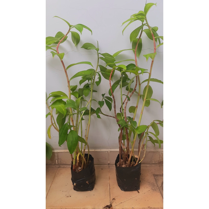 Cây mía dò - cây cát lồi (5-6 cây/chậu), như hình 502889