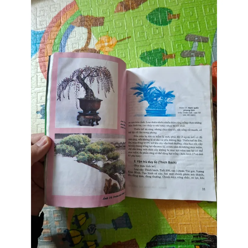 Bonsai - Cây dáng, thế và Non bộ 933891