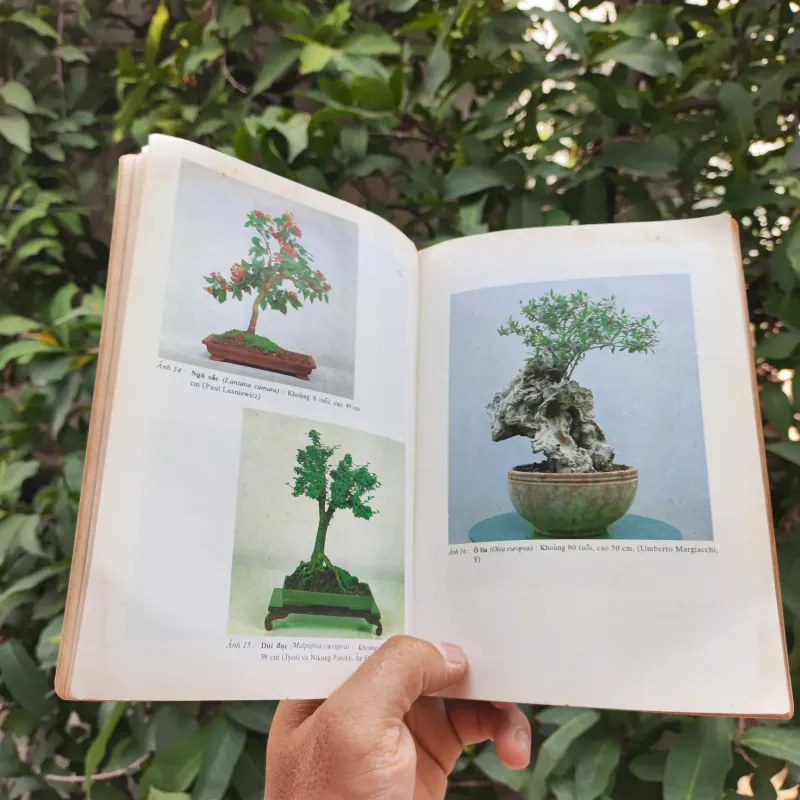 Bonsai Cây Kiểng Cổ - Trần Hợp 925345