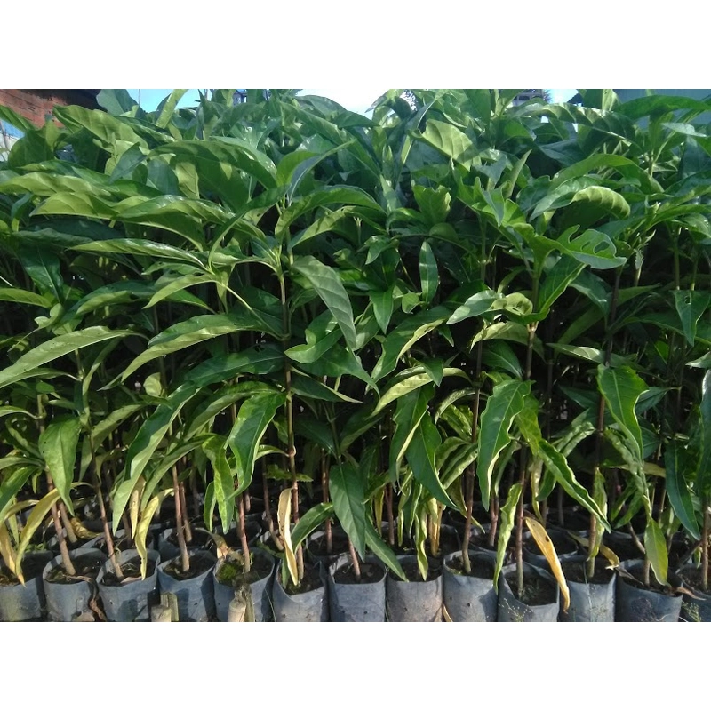 Cây nhàu giống 503681