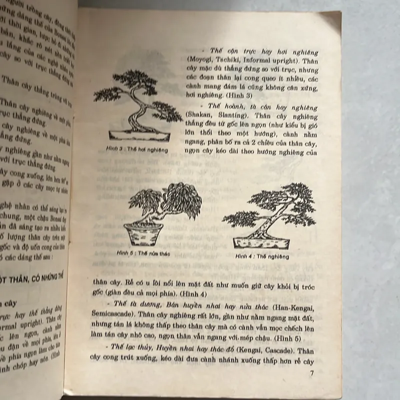 Bonsai cây kiểng cổ - Trần Hợp 567329