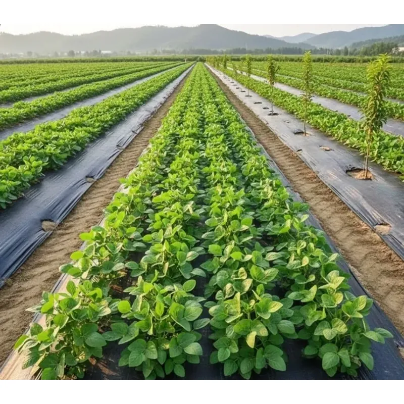 Bạt Phủ Cỏ Tại Phú Ninh – Chống Cỏ Dại 100%, Bền 3–5 Năm 716489