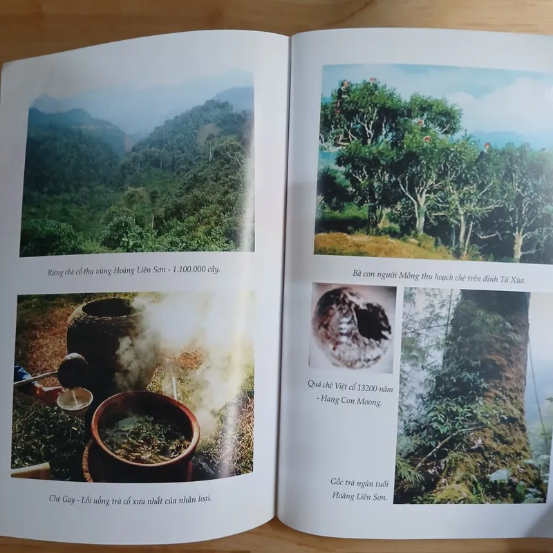 Văn Minh Trà Việt - Trịnh Quang Dũng 565239