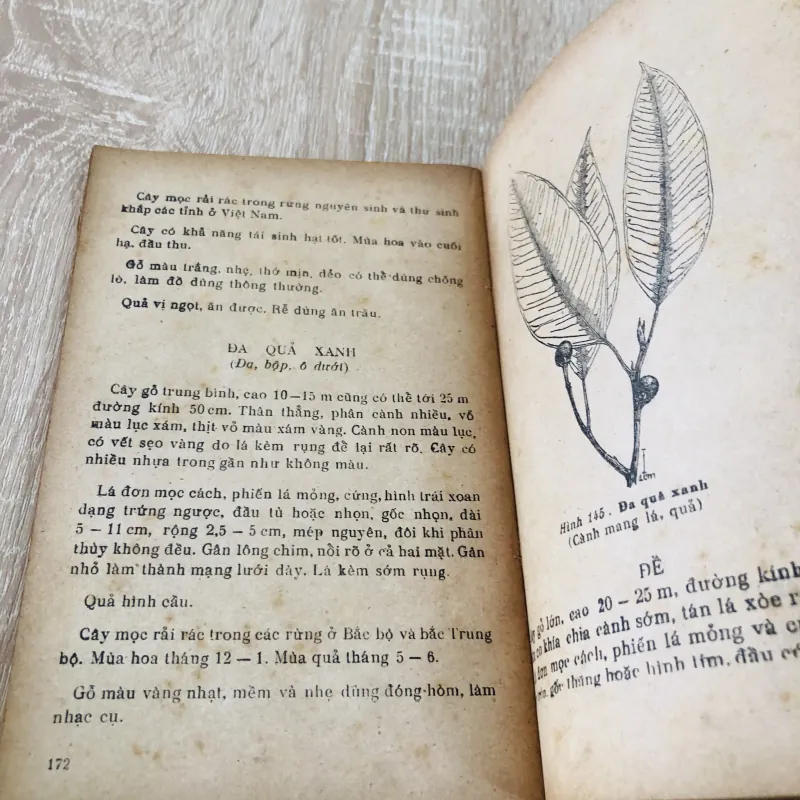 CÂY RỪNG , nxb: 1978 956947