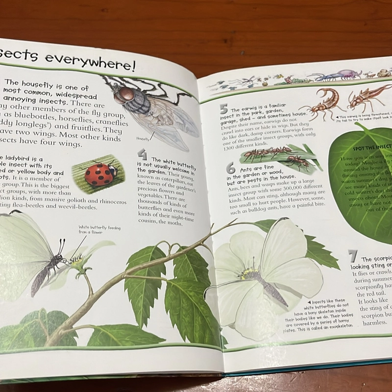 PICTURE BOOK 100 things you should know about insects & spiders 534178