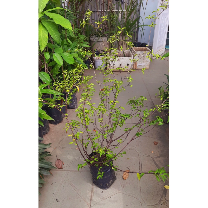Cây mai chiếu thủy lá nhỏ, như hình chụp 78127