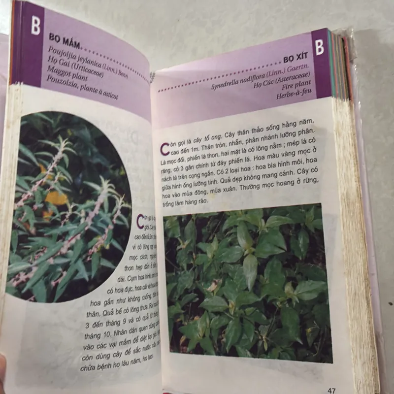 Từ điển tranh về các loài cây - Lê Quang Long  751505