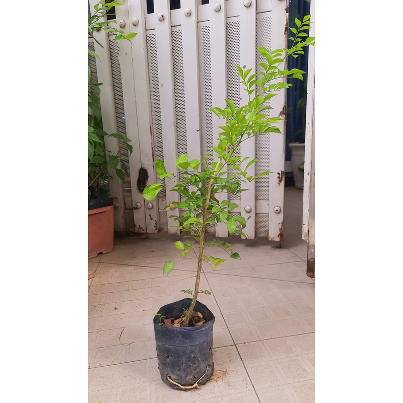 Cây nguyệt quế - cây giống như hình 78129