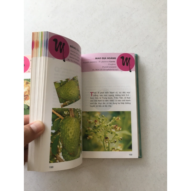 Từ Điển Tranh Về Các Loại Củ, Quả - Lê Quang Long chủ biên 545526