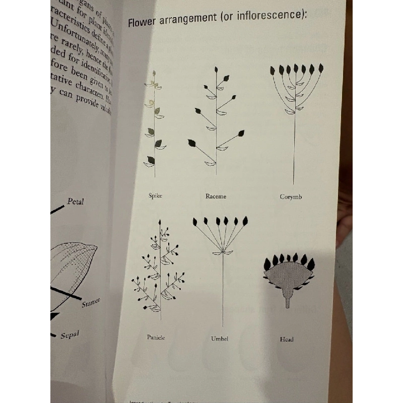 Trees and fruits of southeast asia - Michael Jensen 927617