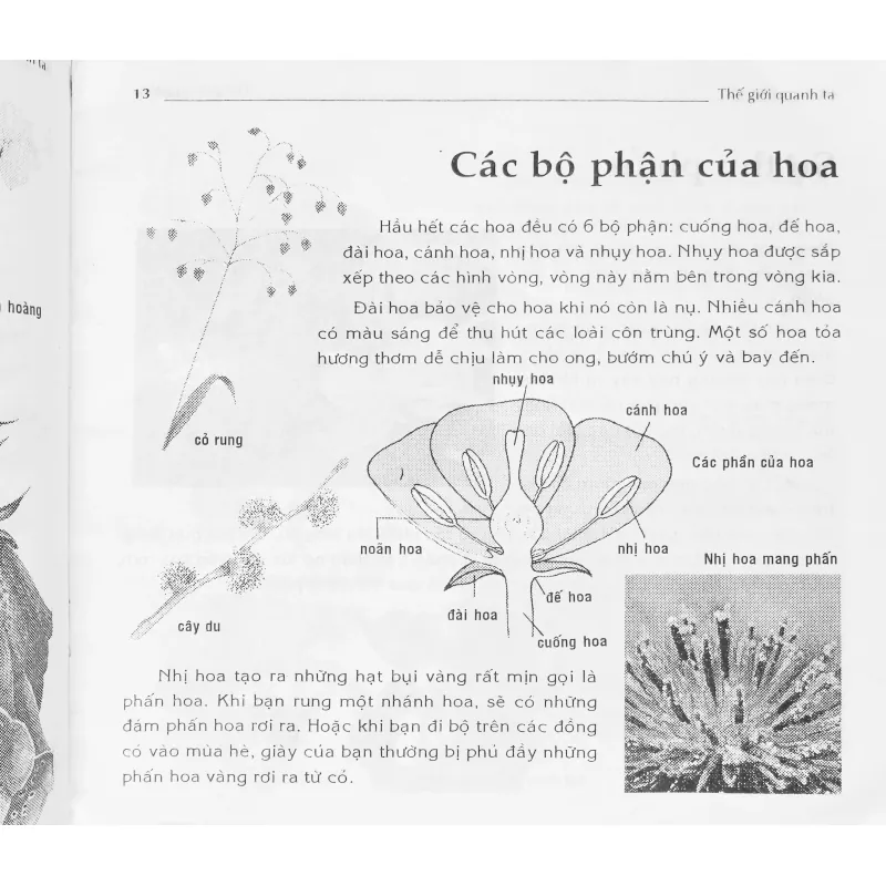 Hoa (Thế giới quanh ta) 674770