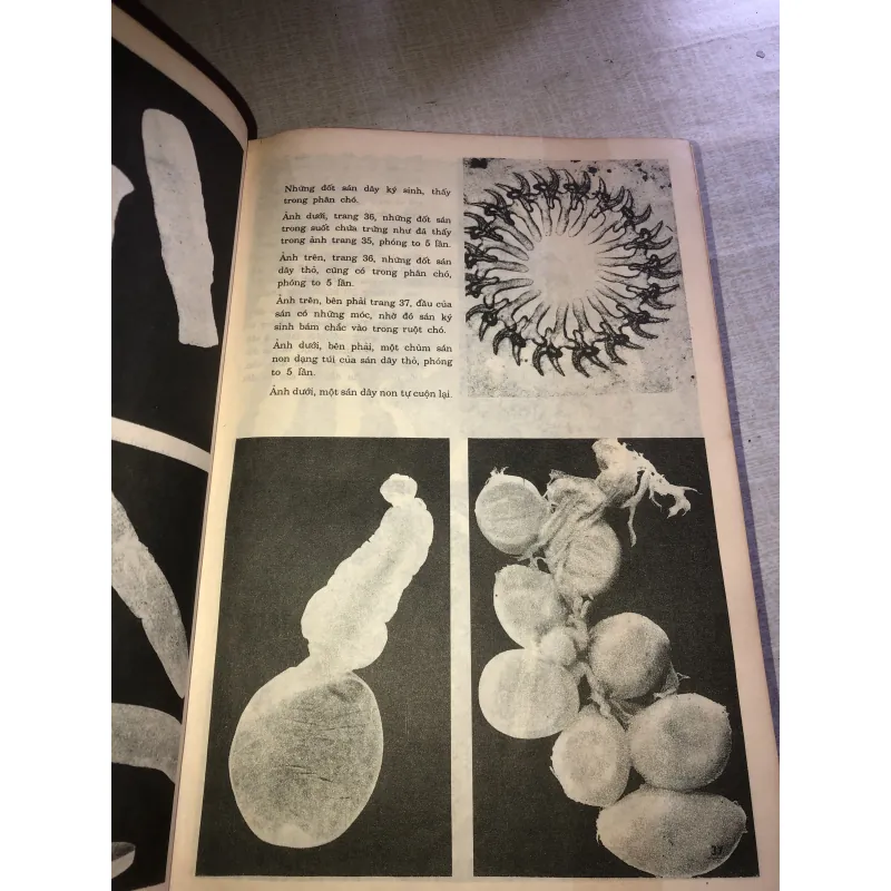 Bách khoa minh hoạ bằng hình ảnh - Thế giới động vật  779595