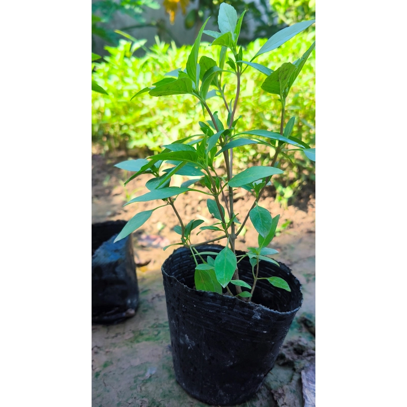 Chậu cây húng quế 478550
