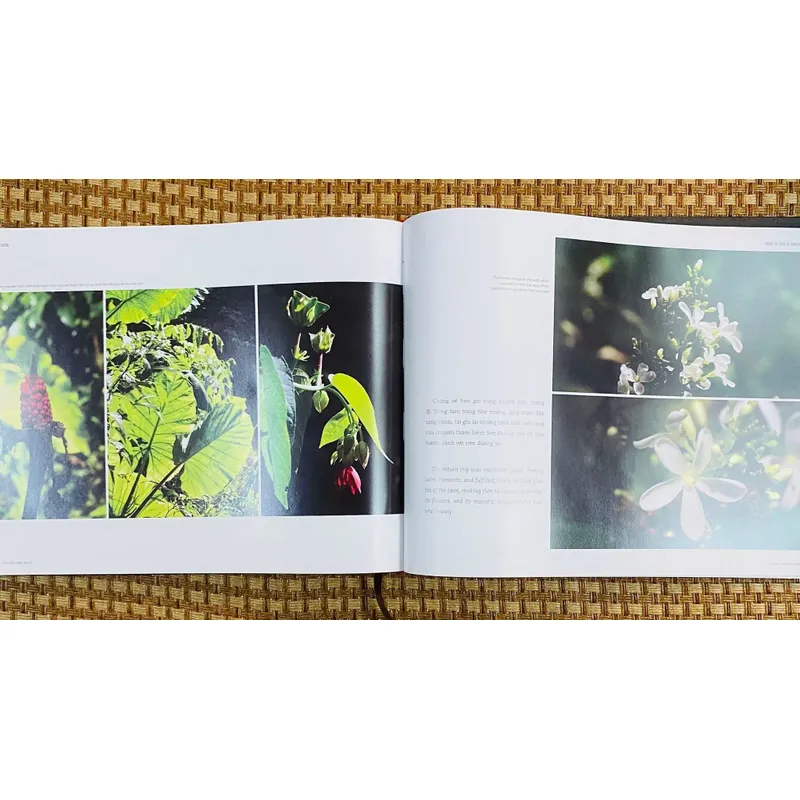 Sơn Đoòng tranh 591000