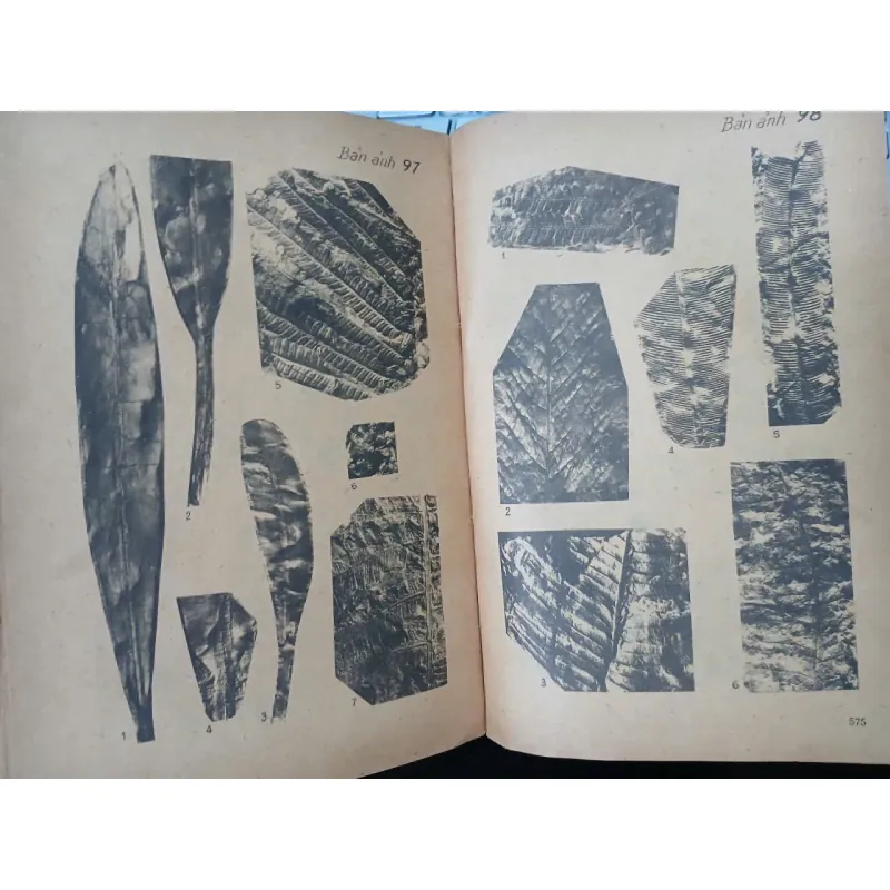 HÓA THẠCH ĐẶC TRƯNG Ở MIỀN BẮC VIỆT NAM 687720