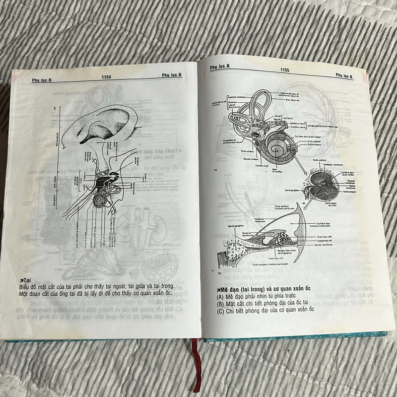 Từ điển y khoa 508963