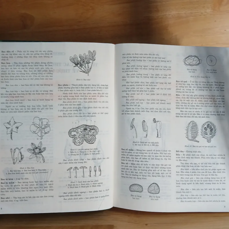 Từ Điển Thực Vật Thông Dụng (Tập 1) - Võ Văn Chi 976204