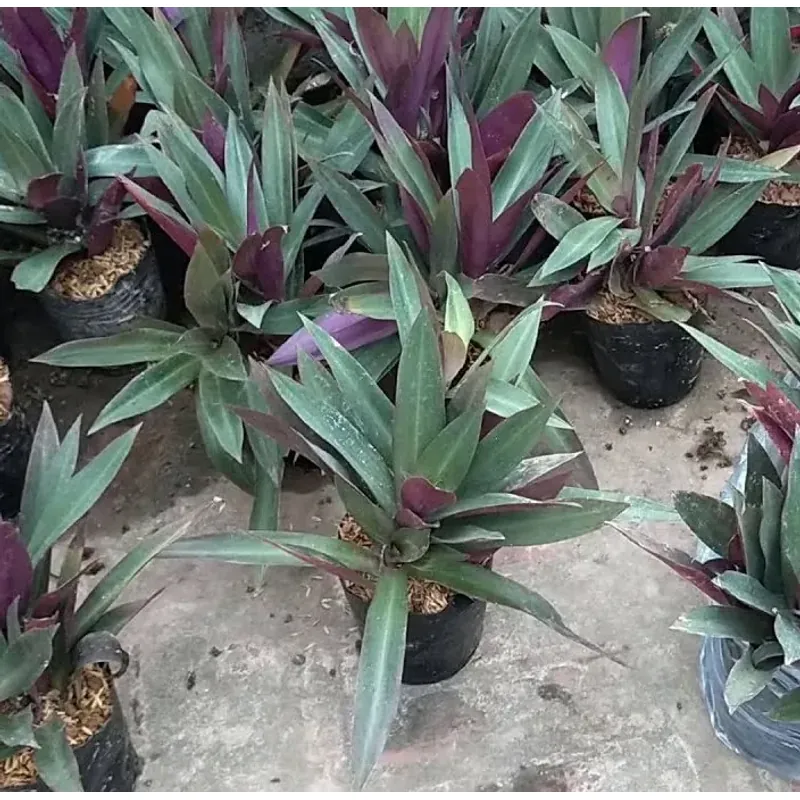 Cây lẻ bạn 760977