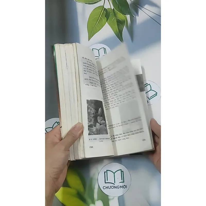 Bonsai: Cây dáng, thế và non bộ - Đỗ Hiệp 694948