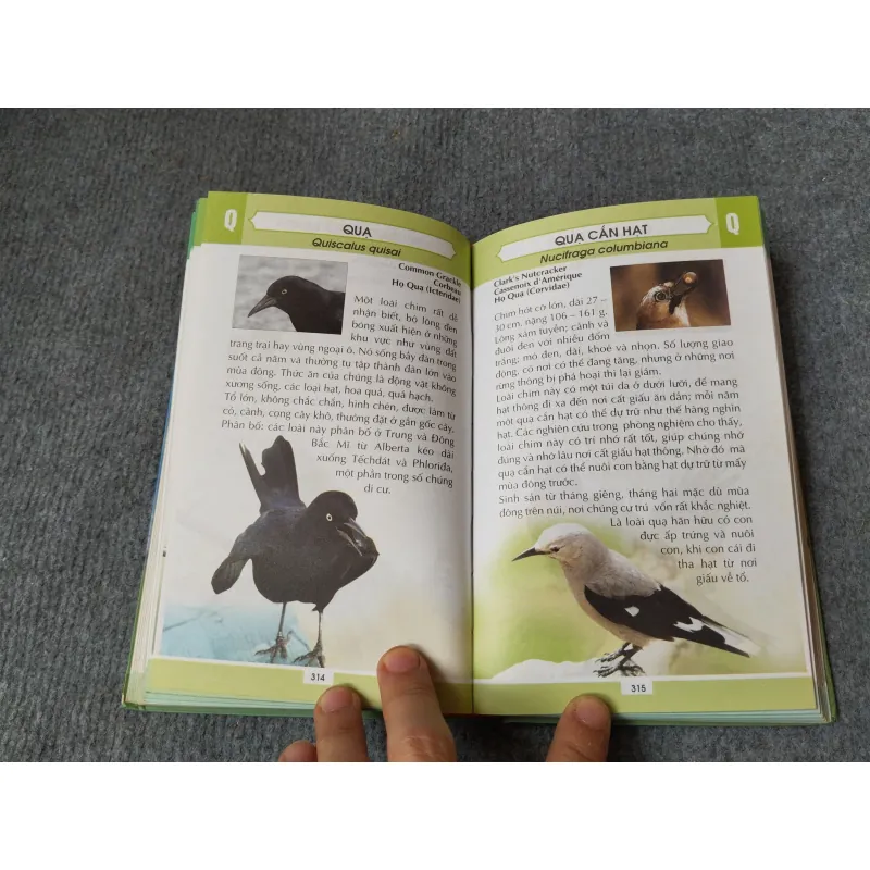 TỪ ĐIỂN TRANH VỀ CÁC LOÀI CHIM 719833