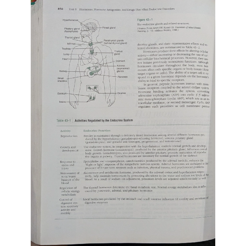 The Nurse Pharmacology And Drug Therapy 937543