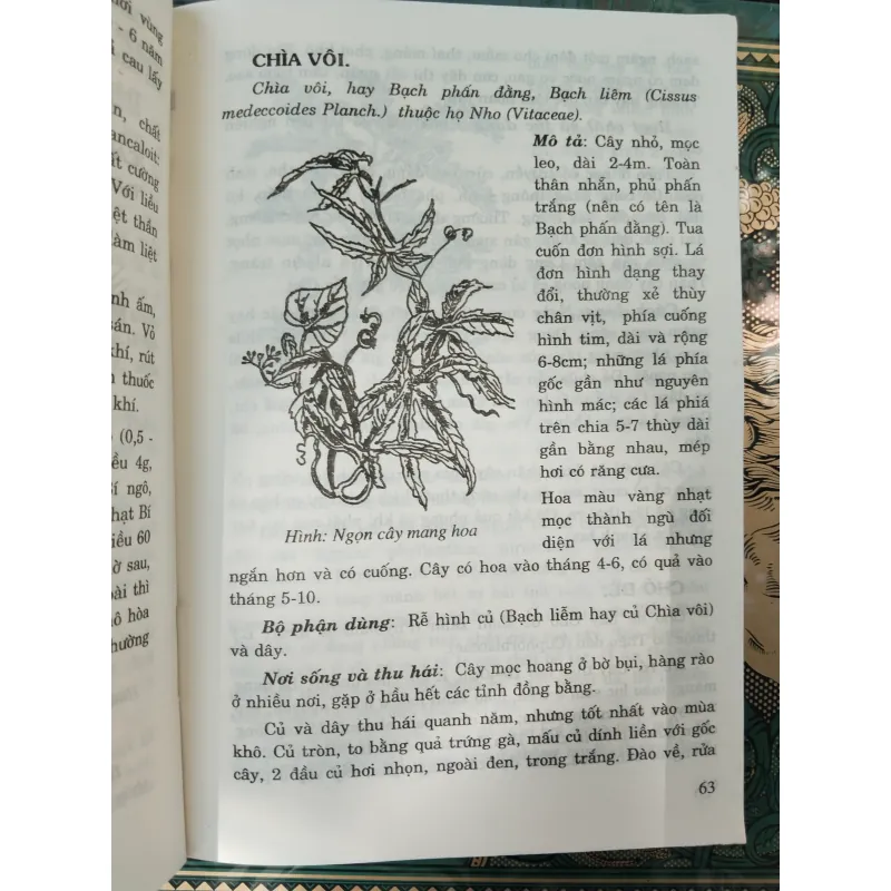 CÂY THUỐC TRỊ BỆNH THÔNG DỤNG - PTS. VÕ VĂN CHI 996132