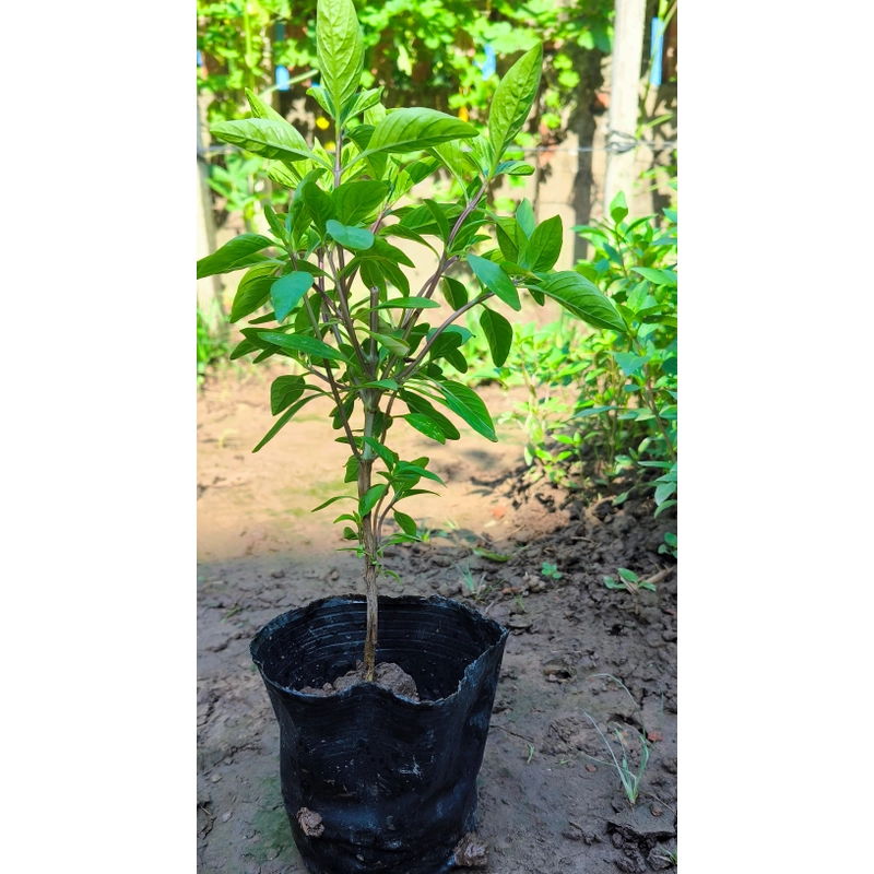 Chậu cây húng quế 478550