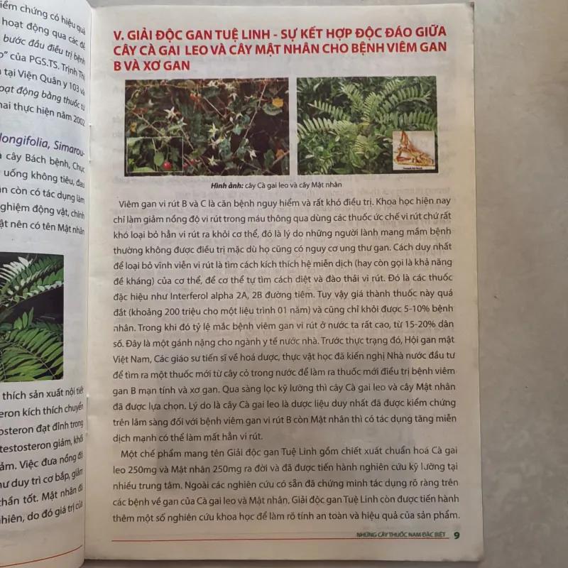 Những cây thuốc đặc biệt cho người bệnh gan 779977
