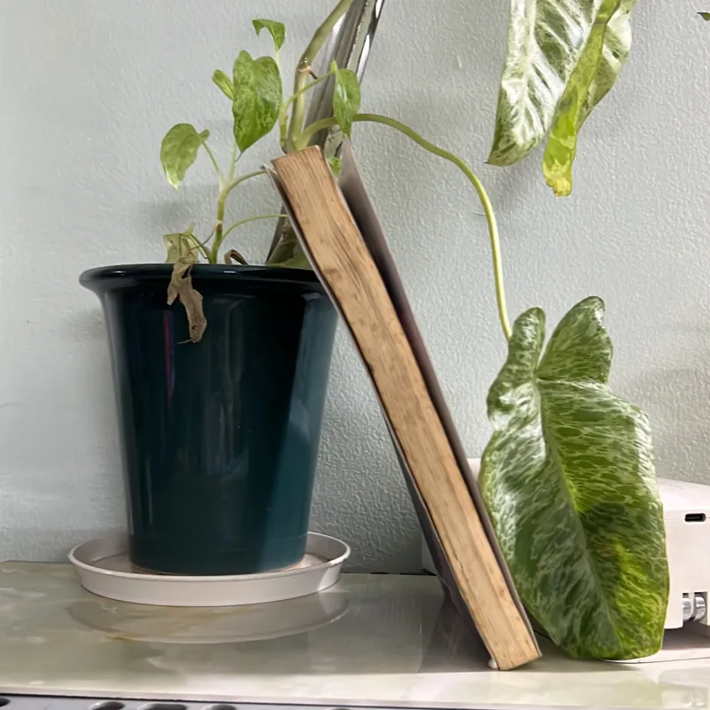 10 nghịch lý cuộc sống 746439