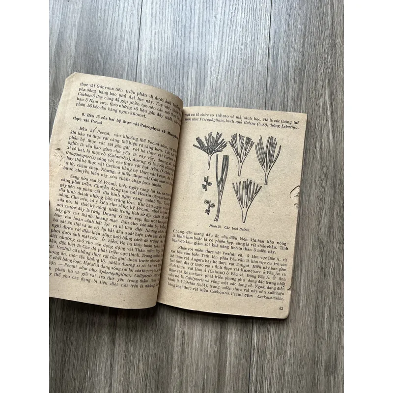 📖 Giới thực vật trong lịch sử trái đất 719242