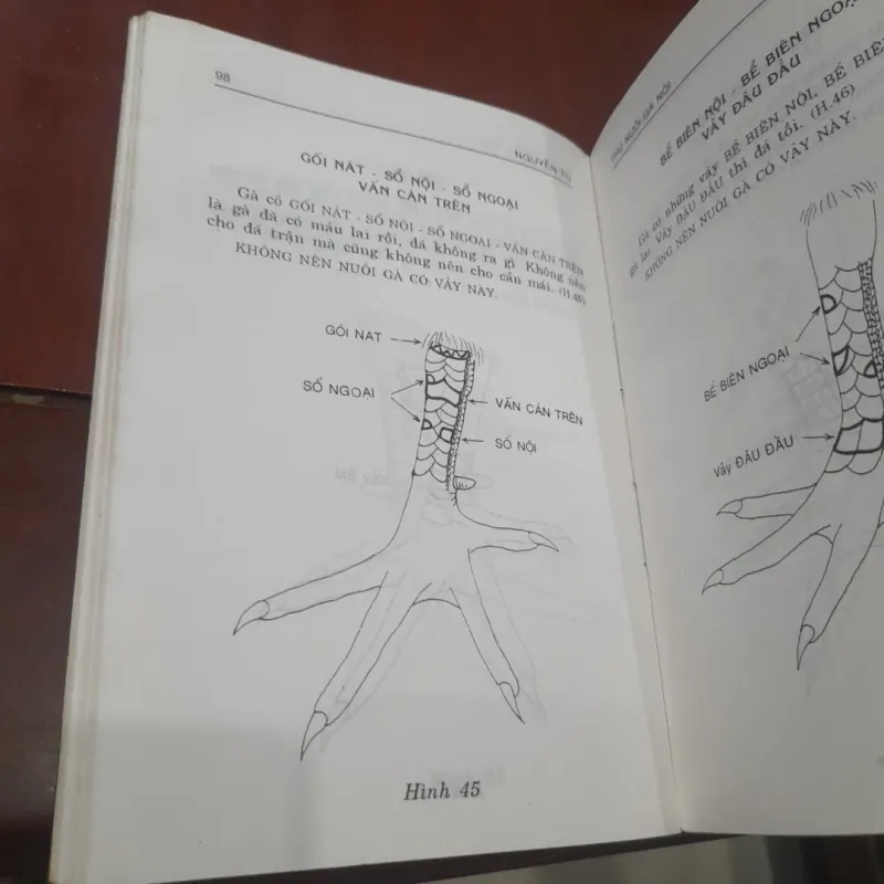 THÚ NUÔI GÀ NÒI 931198