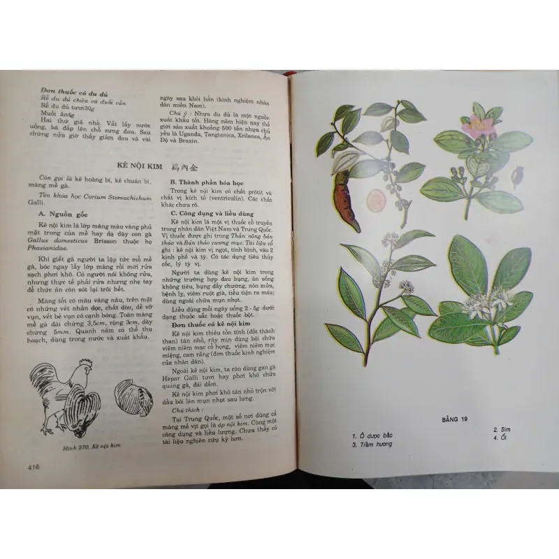 NHỮNG CÂY THUỐC VÀ VỊ THUỐC VIỆT NAM 682769