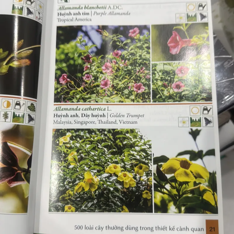 500 loài cây thường dùng trong thiết kế cảnh quan 929827