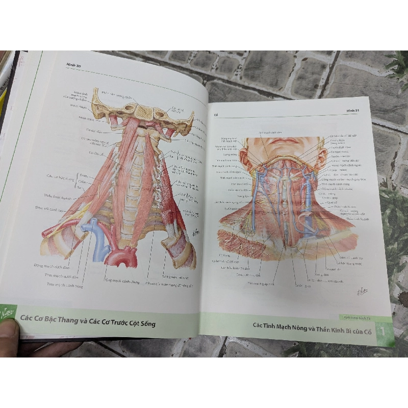 Atlas Giải Phẫu Người - Frank H.Netter. MD 360688