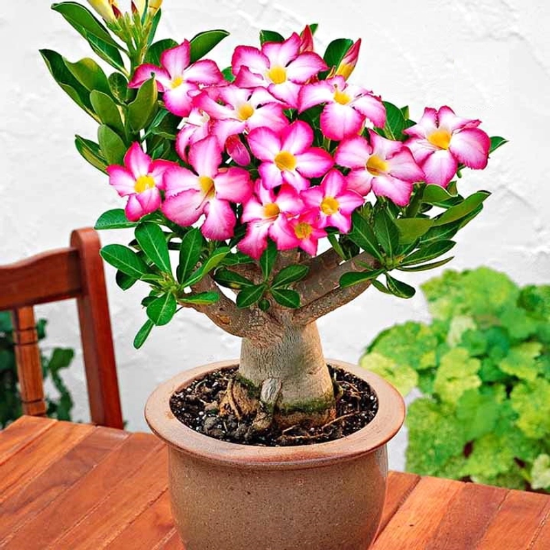 Hạt giống hoa sứ Bonsai cánh hồng - Bịch 10 hạt – Mã số 1044 336133