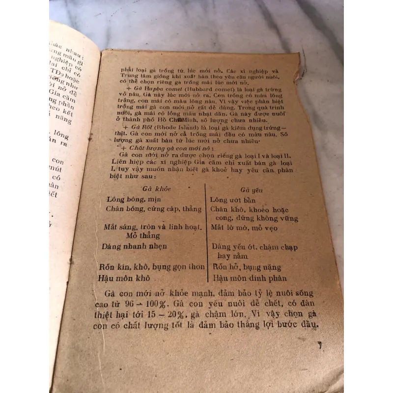 Úm gà con - Đào Đức Long 992598