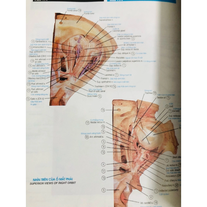 📚 ATLAS GIẢI PHẪU NGƯỜI – Bộ môn Giải phẫu, Trường Đại học Y Dược TP.HCM 482488