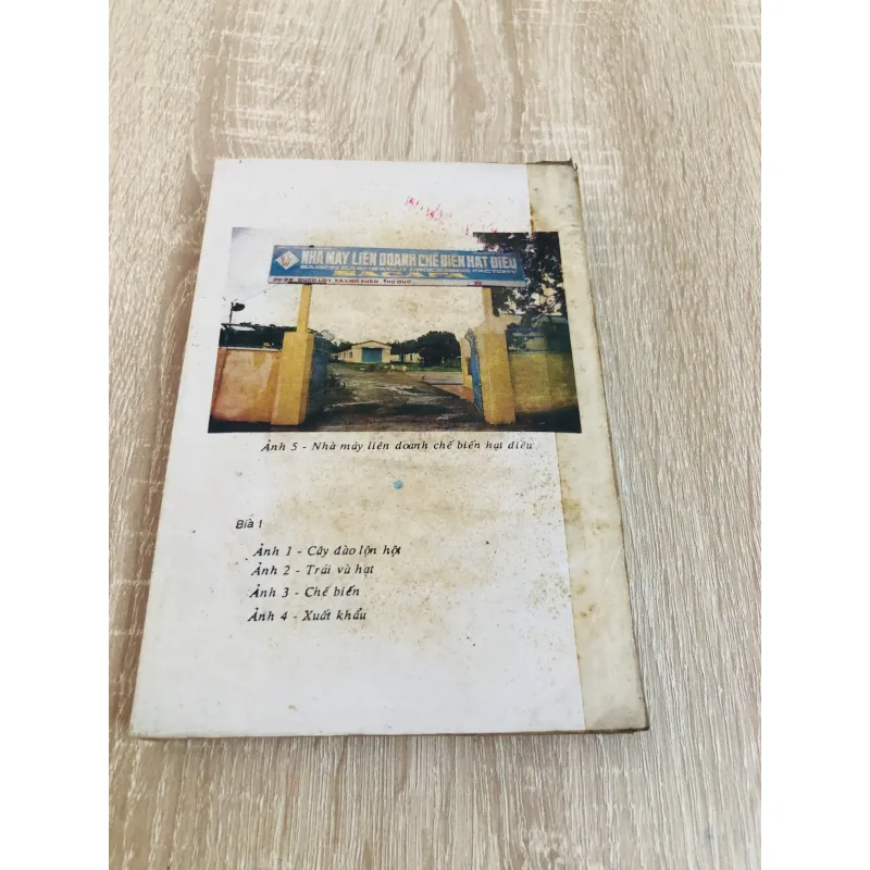 CÂY ĐÀO LỘN HỘT 960189