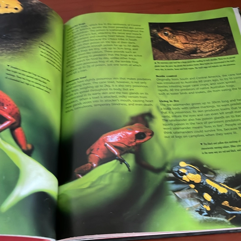 PICTURE BOOK Dangerous greatures 536945