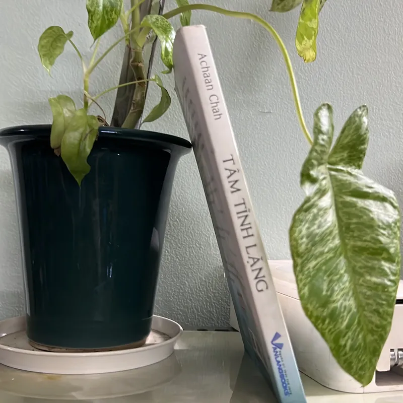 Tâm tĩnh lặng - Achaan Chah - [105 -> 40] 736363