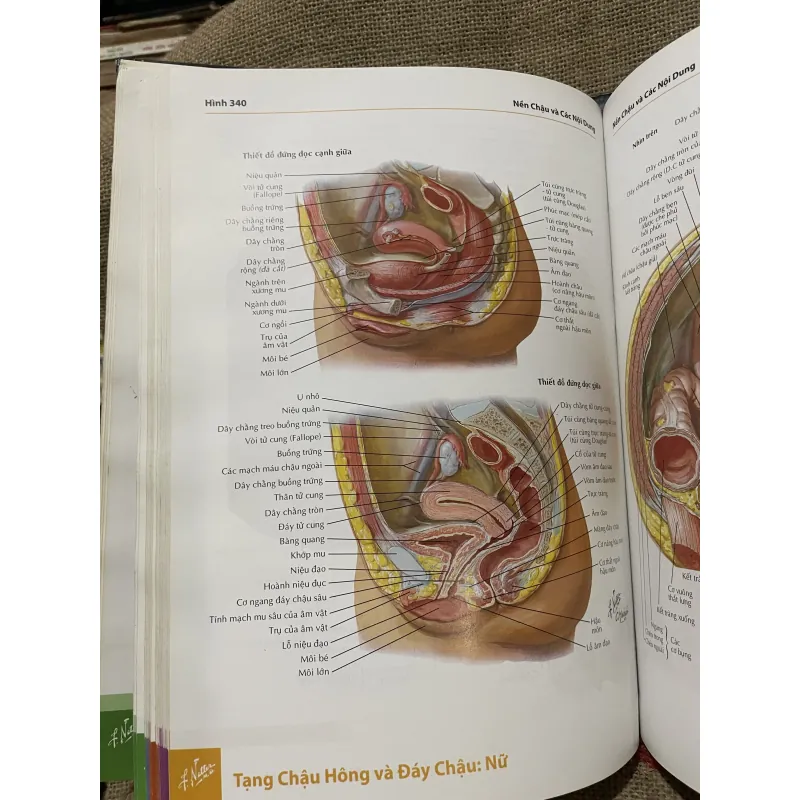 ATLAS GIẢI PHẪU NGƯỜI - FRANK H. NETTER, MD - sách dày, in màu  961604