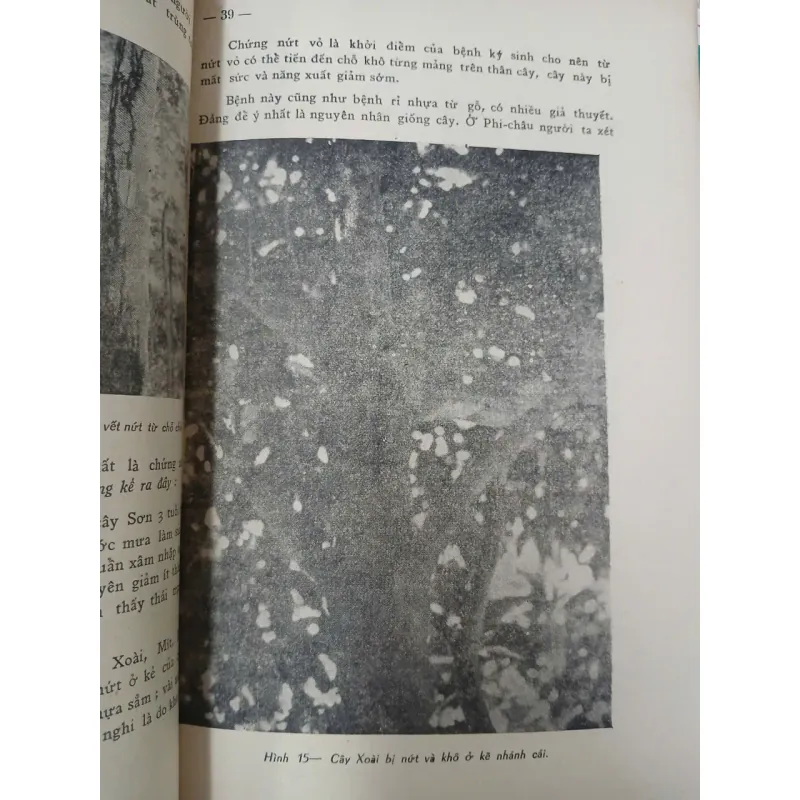 LUẬN KHẢO VỀ CÁC BỆNH THƯỜNG HẠI CÂY CỐI TẠI MIỀN NAM VIỆT NAM 688029