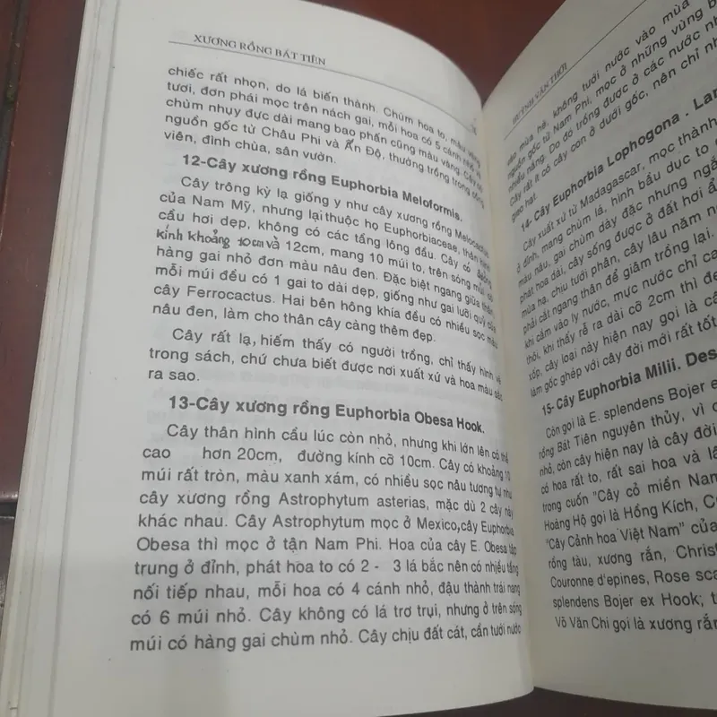 Huỳnh Văn Thới - XƯƠNG RỒNG BÁT TIÊN, kỹ thuật trồng, phương pháp lai tạo 737665