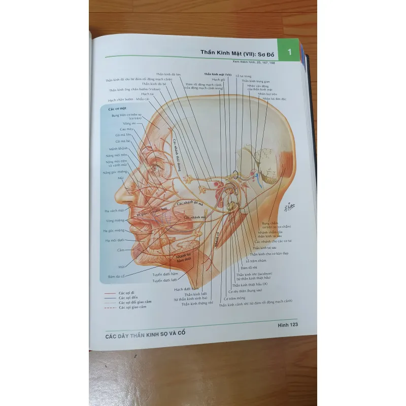 ATLAS GIẢI PHẪU NGƯỜI  761036