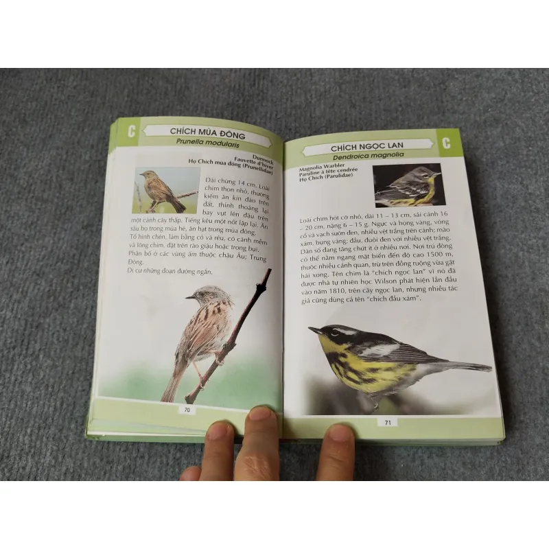 TỪ ĐIỂN TRANH VỀ CÁC LOÀI CHIM 719833